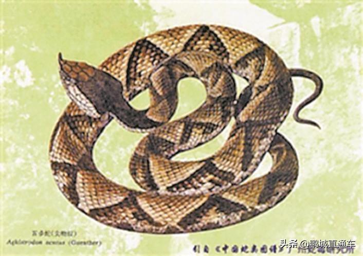 深圳市区惊现剧毒银环蛇,城市生态与安全的警钟 深圳市区惊现剧毒银环蛇,城市生态与安全的警钟