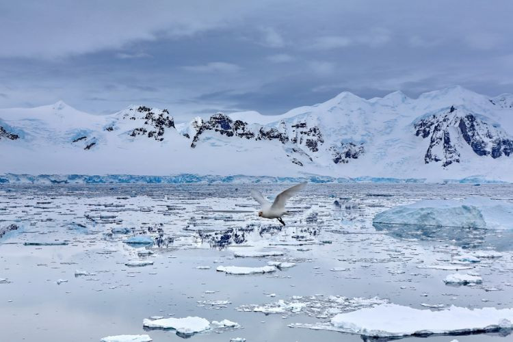 南极，地球上最后的无蚊净土