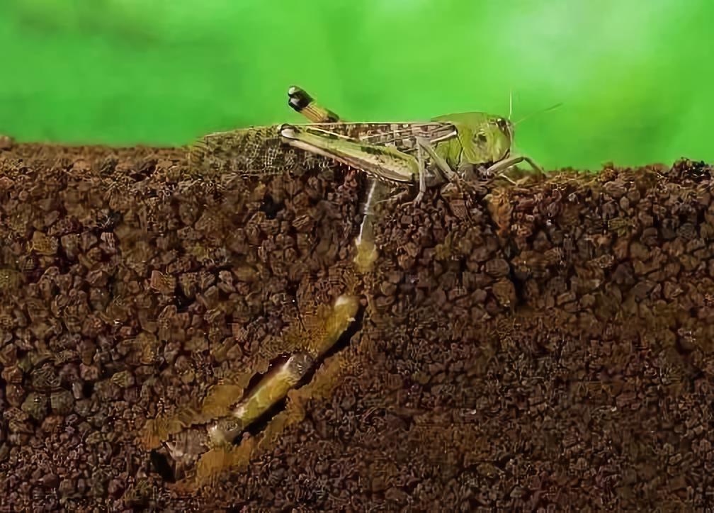 田野间的青春印记，这群年轻人为何钟情于田里数虫子？