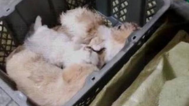 别让宠物救命血成流浪动物的索命符，反思与呼吁