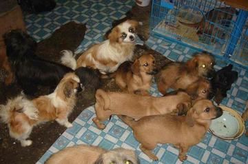 男子爱心泛滥，收养数十条流浪狗引邻里争议