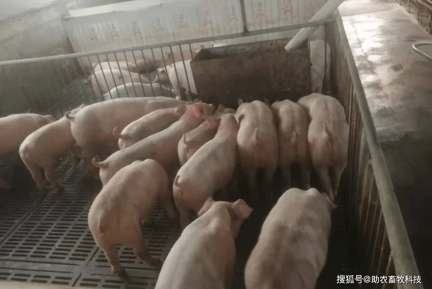 会员爆料，上海山姆会员商店买到异味猪肋排事件追踪