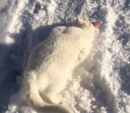 全国加被子地图出炉，寒潮来袭，温暖行动全面升级