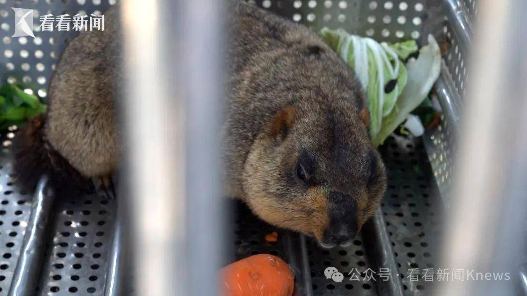 广州奇闻，市民家中惊现鼠条—城市与自然的奇妙邂逅
