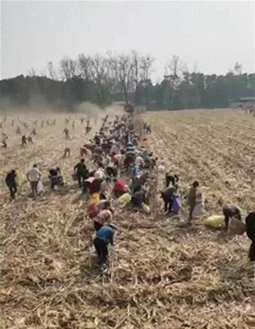 村民情深，农民突发脑溢血，上百村民齐心协力共收玉米