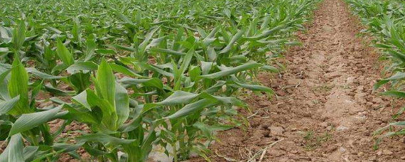 拔节生长，中国制造锻造更强筋骨