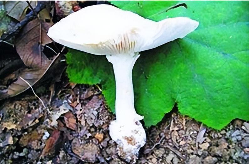 深圳市区惊现剧毒银环蛇,城市生态与安全的警钟 深圳市区惊现剧毒银环蛇,城市生态与安全的警钟