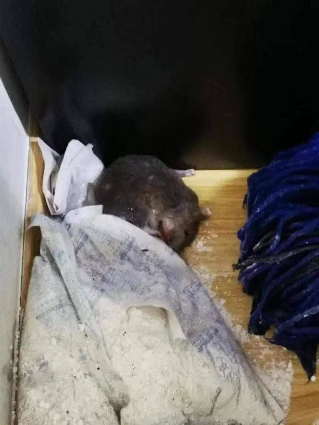 广州奇闻，市民家中惊现鼠条—城市与自然的奇妙邂逅