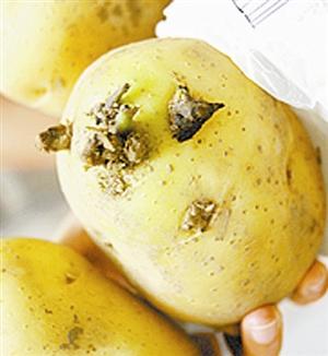 女子连吃好几个柿子致肠梗阻，警惕秋果背后的健康风险