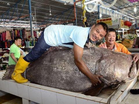 渔民合力擒获160斤巨型石斑鱼,壮举背后的故事与挑战 渔民合力擒获160斤巨型石斑鱼,壮举背后的故事与挑战