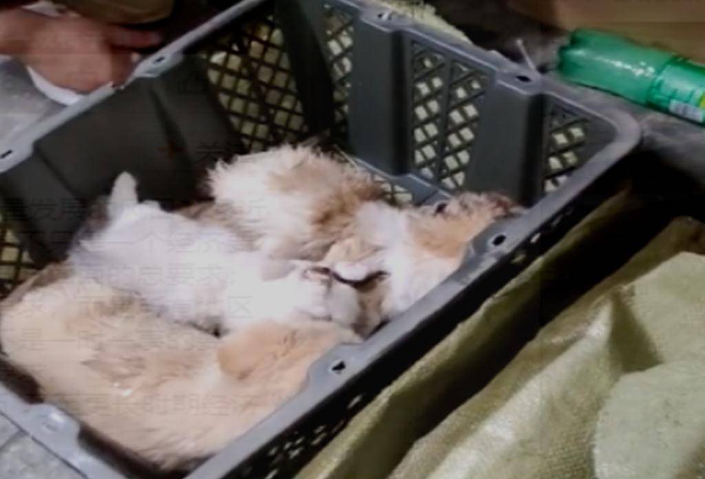 别让宠物救命血成流浪动物的索命符，反思与呼吁