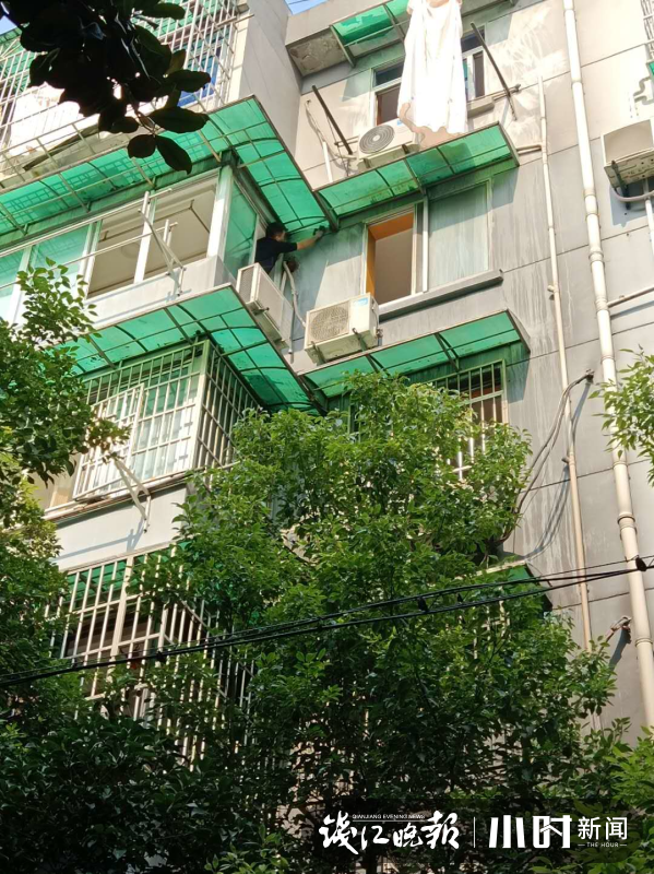 浙江一居民楼惊现绿色奇迹，空心菜瀑布奇观