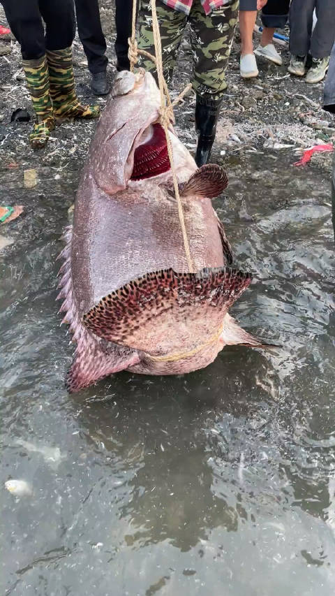 渔民合力擒获160斤巨型石斑鱼，壮举背后的故事与挑战