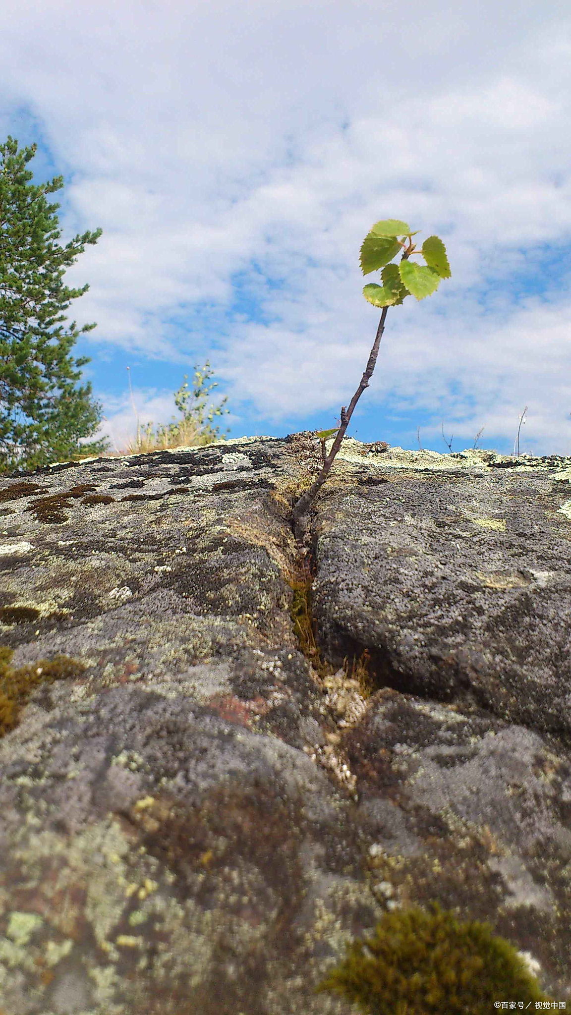 坚强与坚韧，张靓颖回应摔下舞台的我没事！