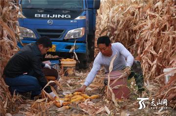 村民情深，农民突发脑溢血，上百村民齐心协力共收玉米