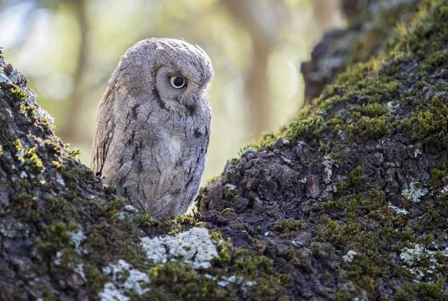 哈里斯遭抗议者大骂种族灭绝，种族议题下的政治风暴