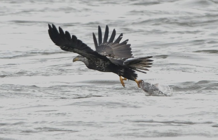 探秘海雕之翼，揭秘特种飞机空中帅府的非凡之旅