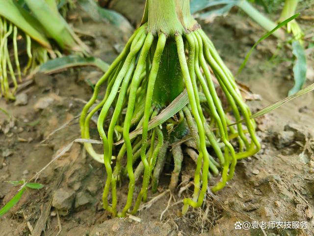 拔节生长，中国制造锻造更强筋骨