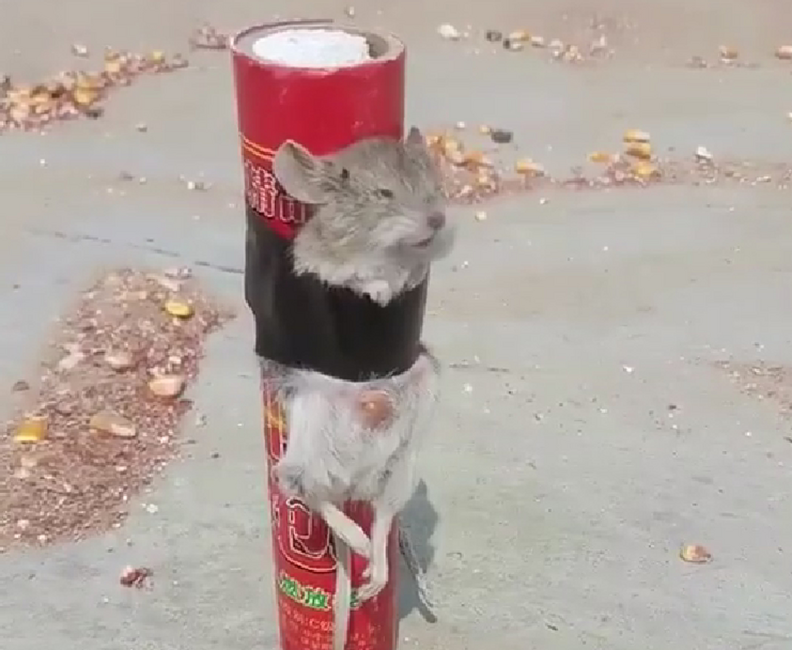 鼠鼠我啊要上天了，一场关于梦想与勇气的奇妙旅程