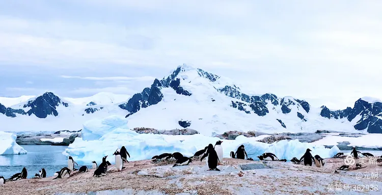 南极，地球上最后的无蚊净土