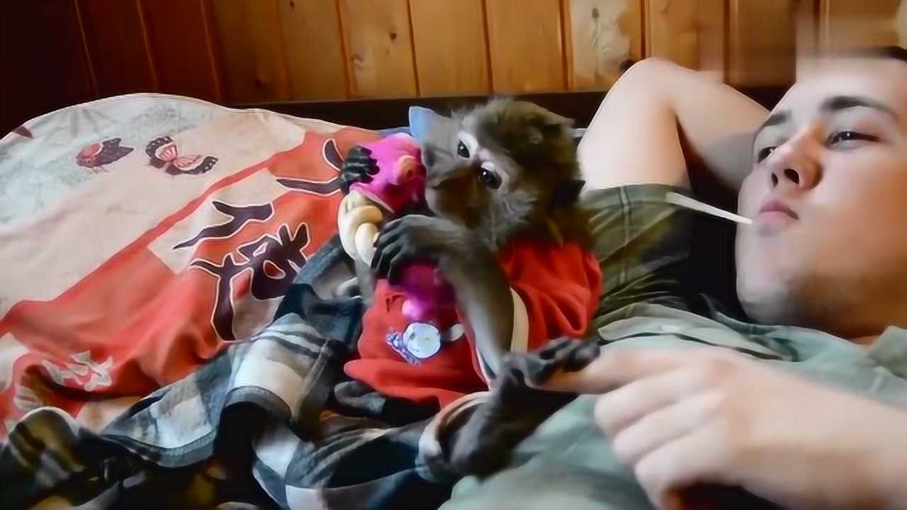 男子回酒店惊见，猴子端庄坐于床上的奇遇记