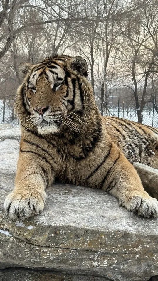 东北虎二埋汰更脏了，园方回应与公众关注