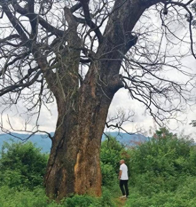 男子多次给220年古树投毒被控制，一场人与自然的伦理拷问