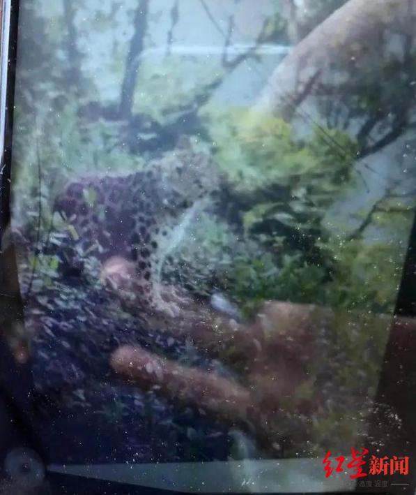 杭州逃逸豹子现身产3崽，一则未证实的网络谣言解析