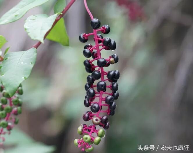 警惕！你种菜的营养土可能有毒