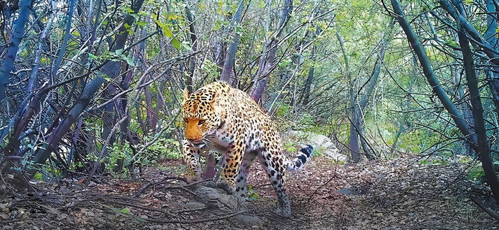 杭州逃逸豹子现身产3崽，一则未证实的网络谣言解析