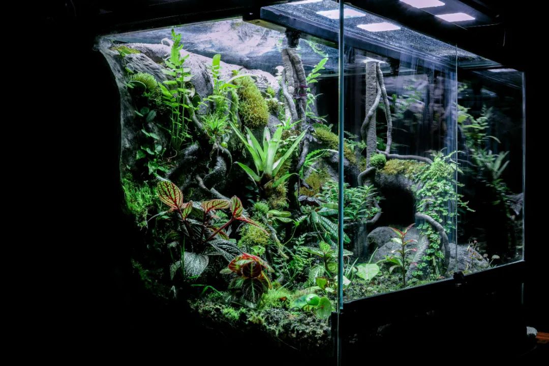 西安城墙，从历史古迹到巨型生态缸的绿色蜕变