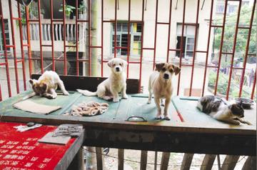 男子爱心泛滥，收养数十条流浪狗引邻里争议