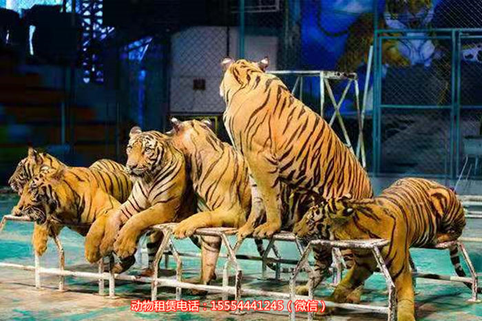 动物园新规，1995年前出生可购老年票—温暖人心的年龄界限