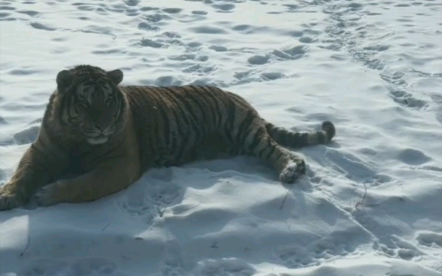 东北虎二埋汰更脏了，园方回应与公众关注