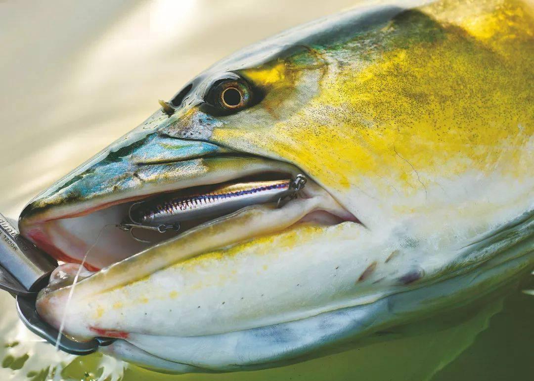 网友热议，铁盒清凉油—那最犟种的经典之选