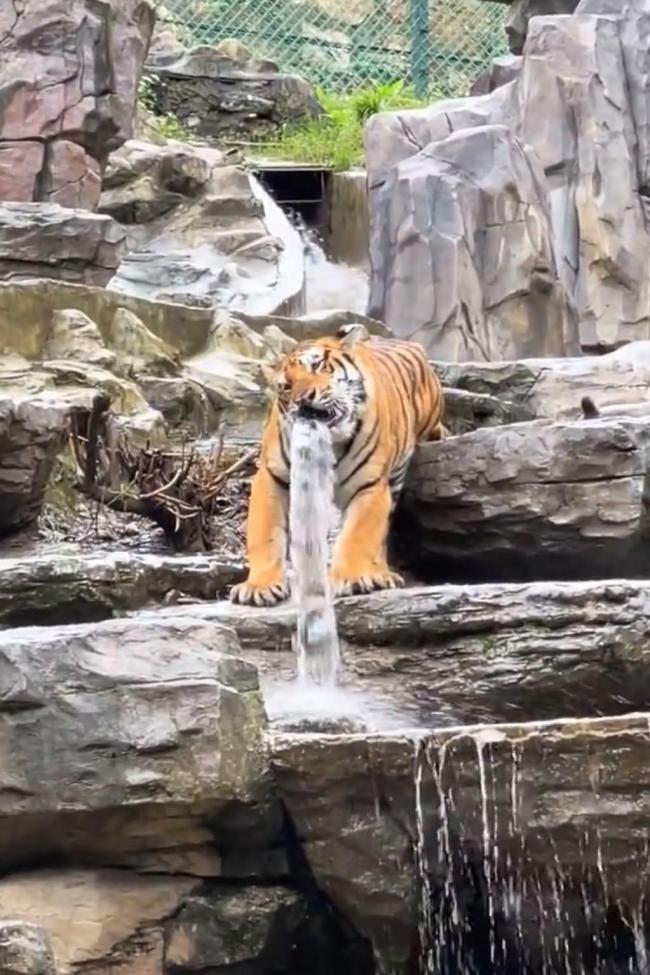 动物园回应，老虎咬水管一动不动，背后的真相与安全措施