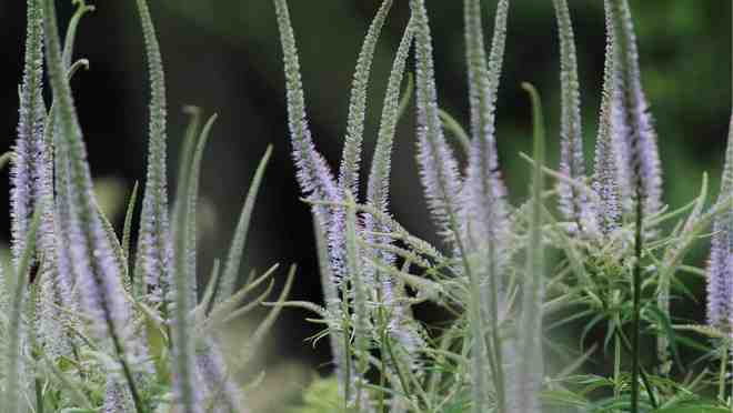 揭秘果冻里的蒟蒻,一种神奇的可食性植物纤维 揭秘果冻里的蒟蒻,一种神奇的可食性植物纤维