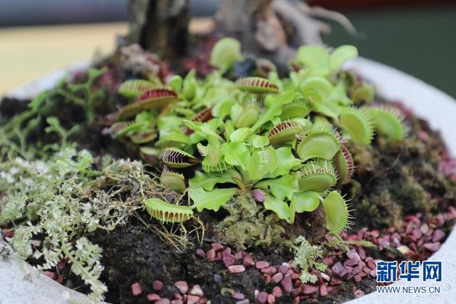 揭秘果冻里的蒟蒻,一种神奇的可食性植物纤维 揭秘果冻里的蒟蒻,一种神奇的可食性植物纤维