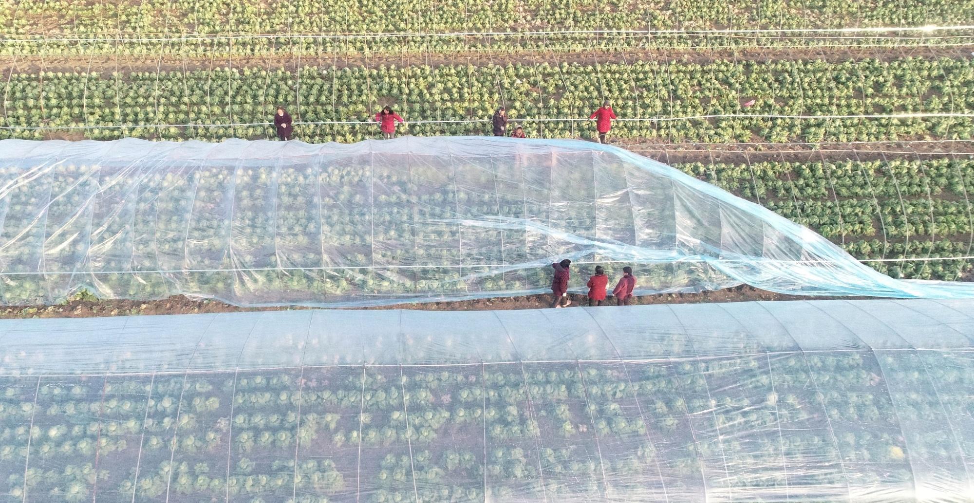 近期降温对秋收秋种的影响分析