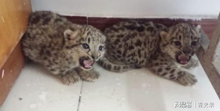 杭州逃逸豹子现身产3崽，一则未证实的网络谣言解析