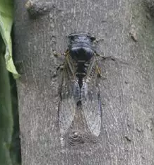 未开封清风抽纸惊现活虫，消费者疑惑与客服回应的深度剖析