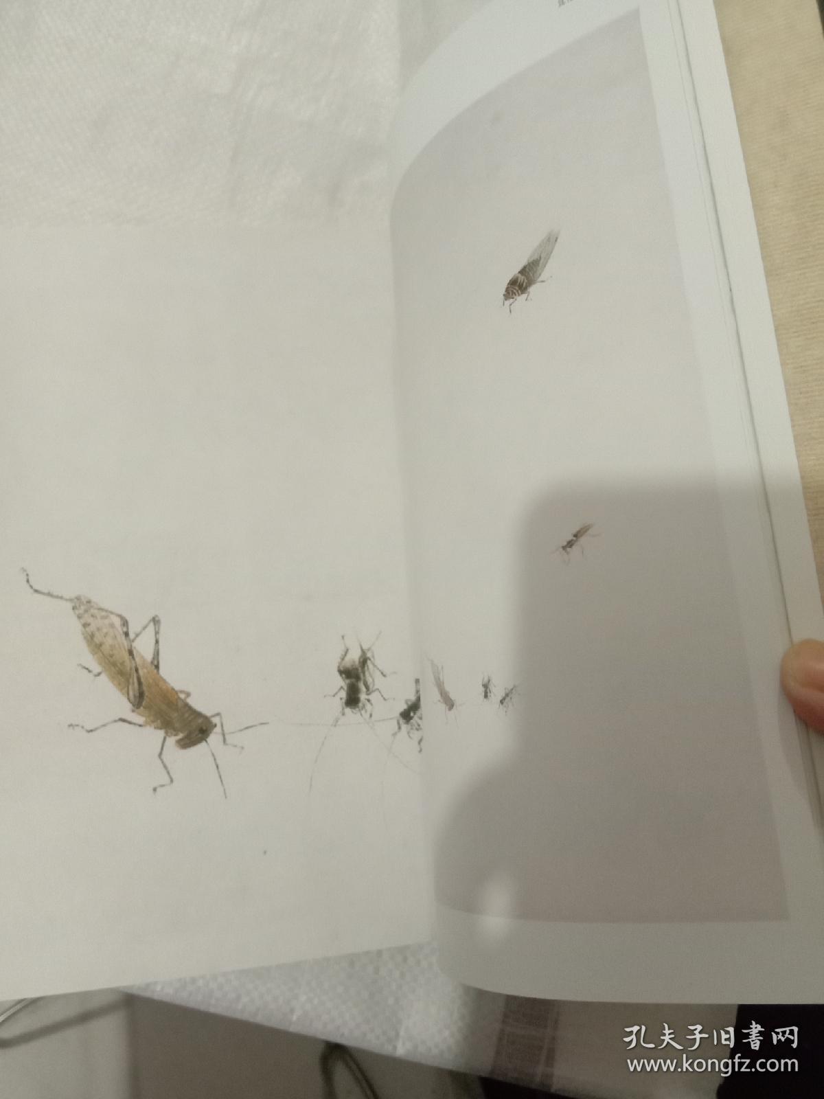 未开封清风抽纸惊现活虫，消费者疑惑与客服回应的深度剖析