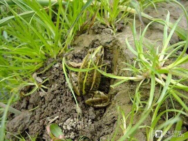 田野间的青春印记，这群年轻人为何钟情于田里数虫子？