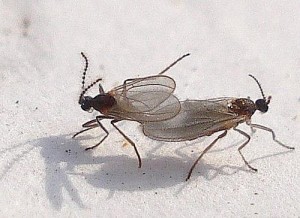 未开封清风抽纸惊现活虫，消费者疑惑与客服回应的深度剖析