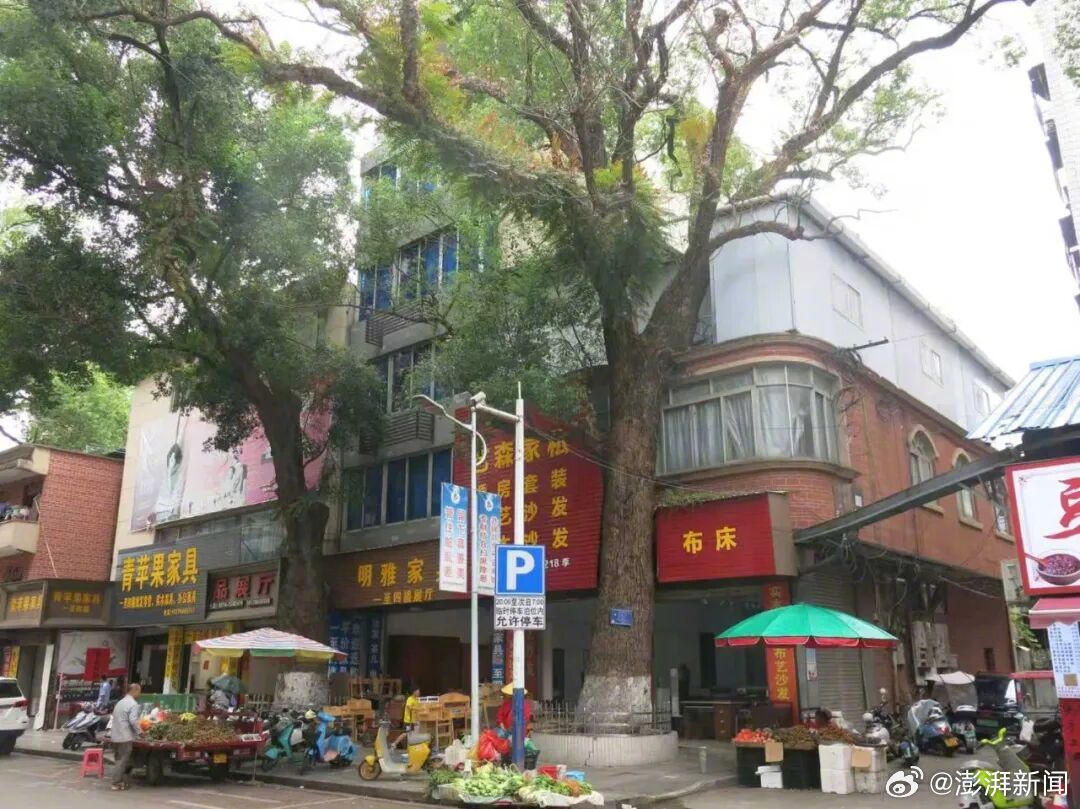 男子多次给220年古树投毒被控制，一场人与自然的伦理拷问