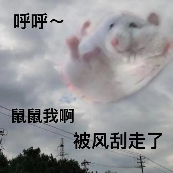 鼠鼠我啊要上天了，一场关于梦想与勇气的奇妙旅程