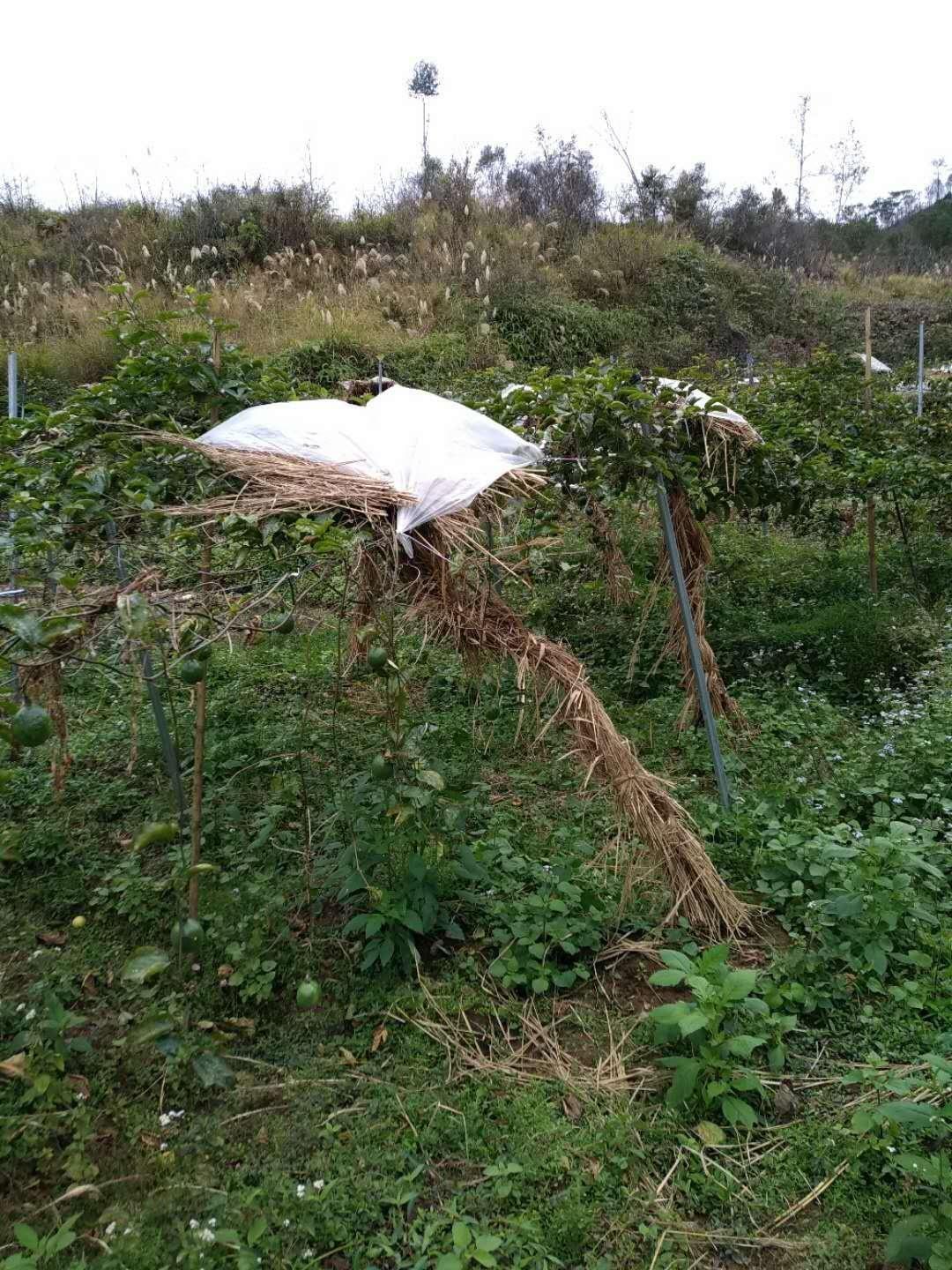 近期降温对秋收秋种的影响分析