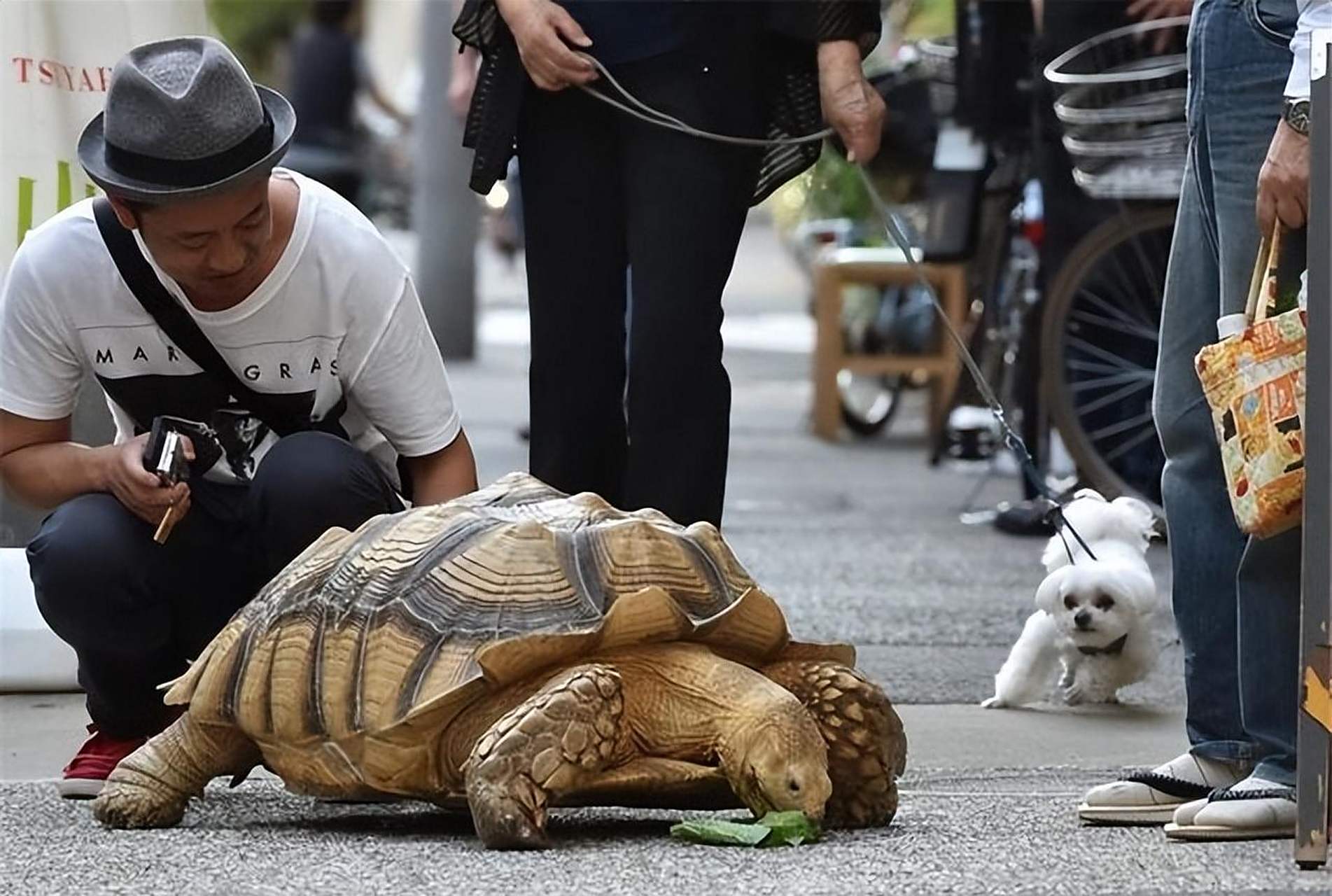 男子与他的幸运乌龟，九年的陪伴与成长