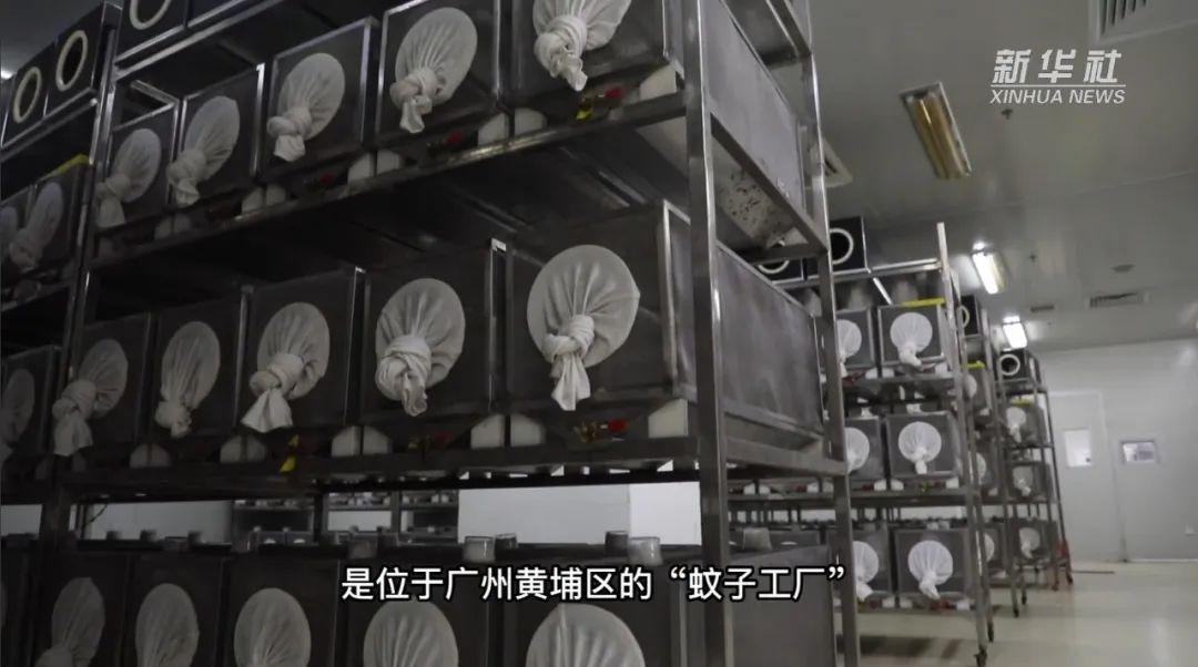 巴西全球最大蚊子工厂即将投产，生态与健康的双重革命