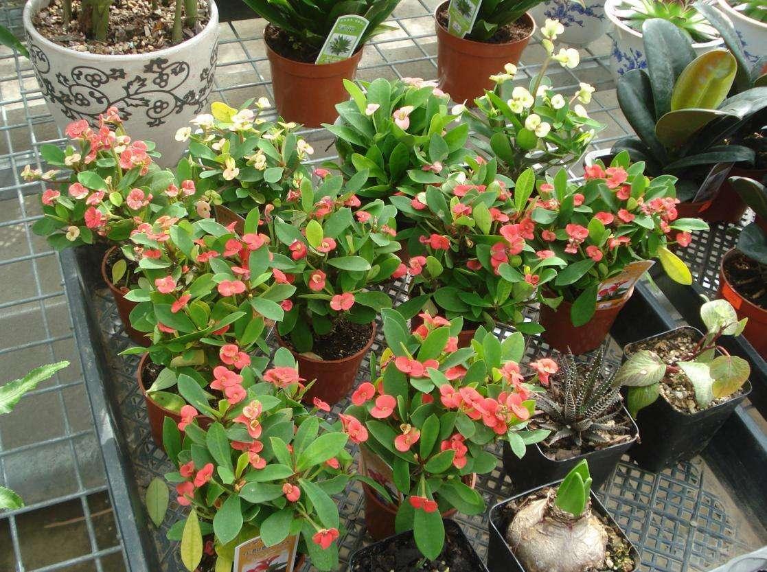 警惕！你种菜的营养土可能有毒